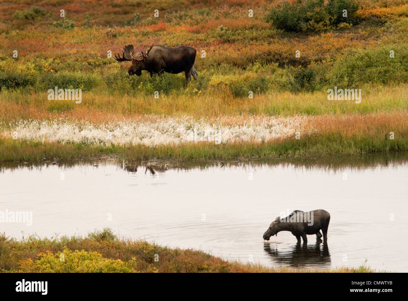 Bull Moose e Cow alci (Alces alces) Parco Nazionale di Denali Alaska Foto Stock