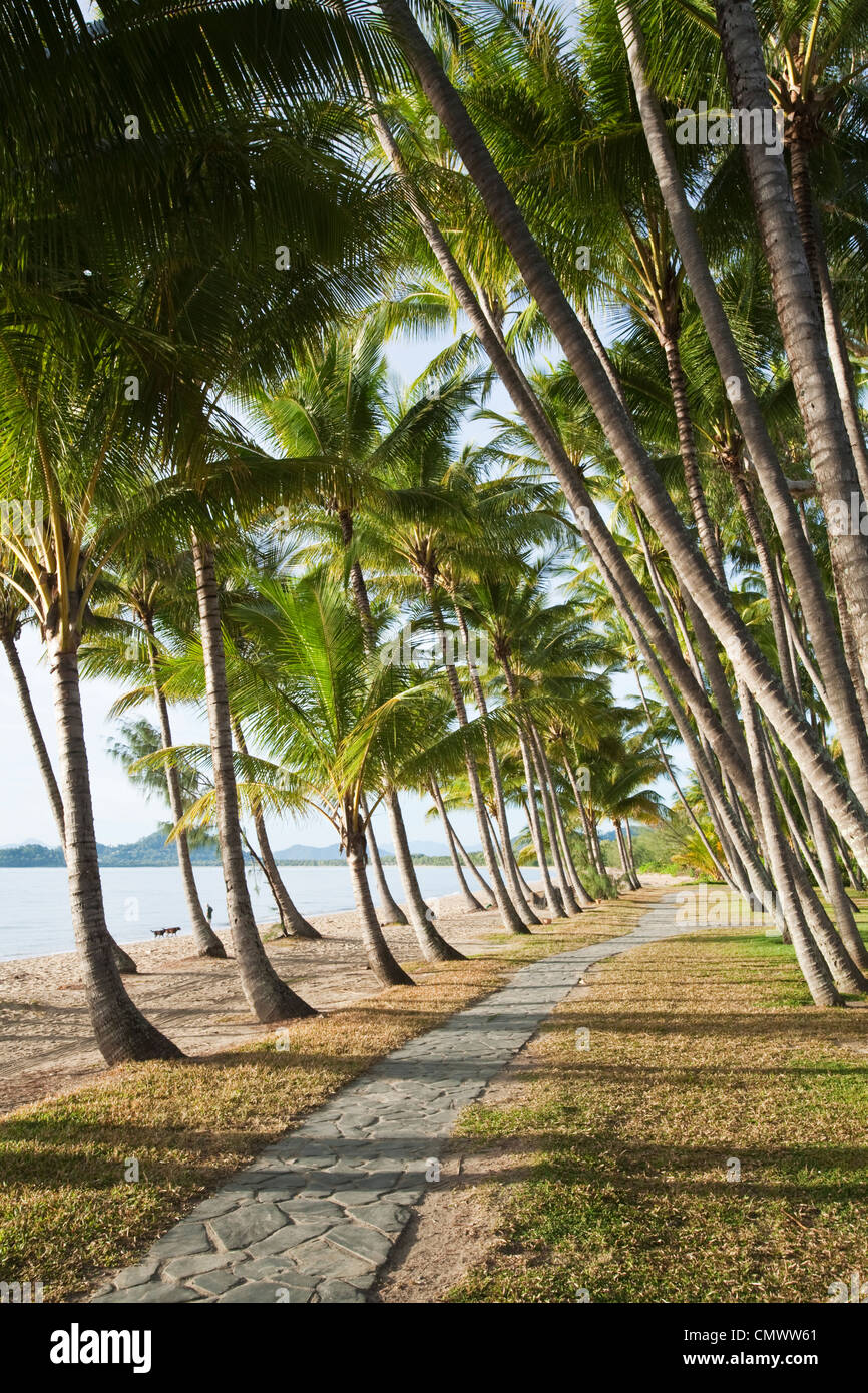 Palme lungo la spiaggia di Palm Cove, Cairns, Queensland, Australia Foto Stock