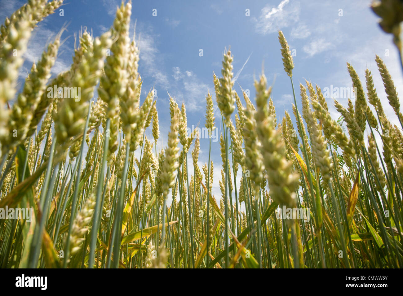 Campo di grano in Muskoka, Ontario centrale Foto Stock