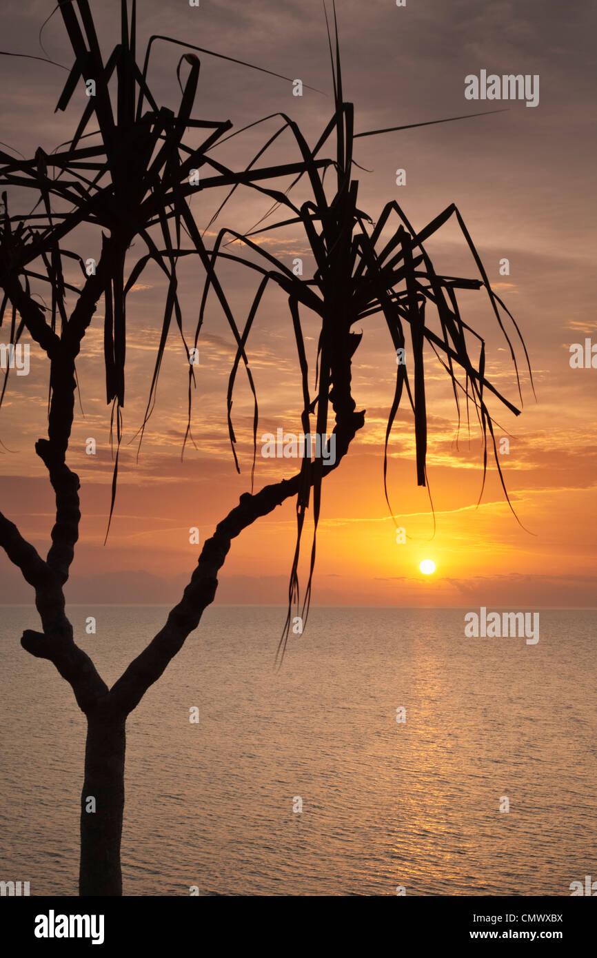 Pandanus palm con il sorgere del sole sopra il mare di corallo. Port Douglas, Queensland, Australia Foto Stock