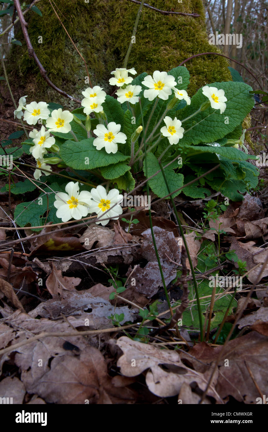Primule (Primula vulgaris] nel bosco, Snitterfield boccole Riserva Naturale, Warwickshire, Regno Unito Foto Stock