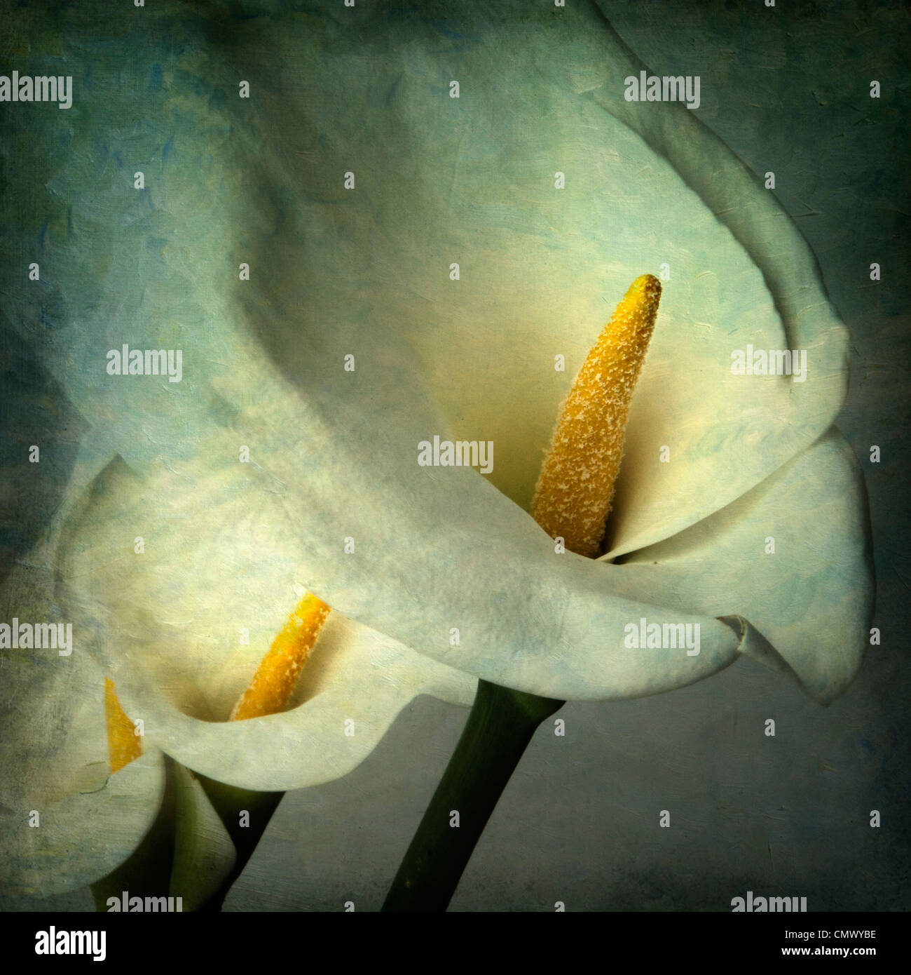 Arum lily fiori, vintage-look - arte testurizzata immagine effetto Foto Stock