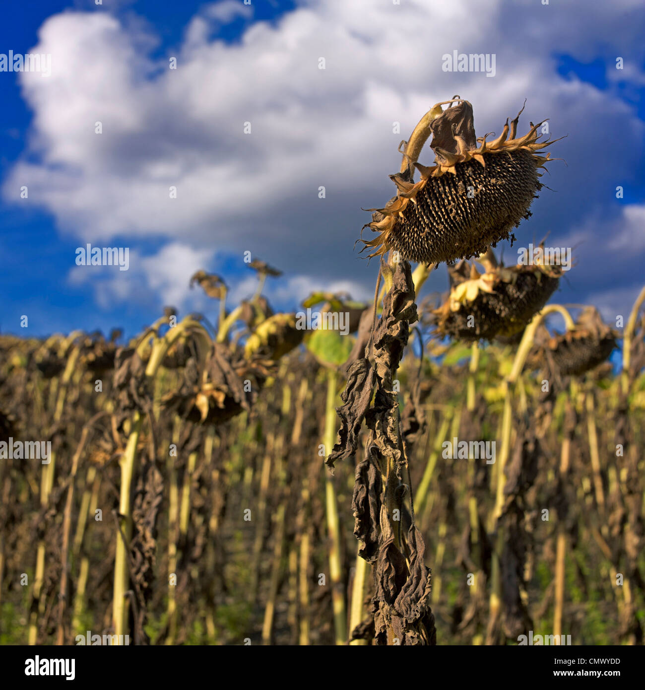 Appassì girasole (Helianthus annuus), campo di girasole, Limagne, Auvergne Francia, Europa Foto Stock