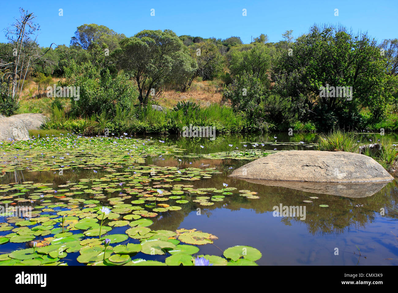 Diga in una fattoria vicino a Paarl, Provincia del Capo Occidentale, Sud Africa Foto Stock