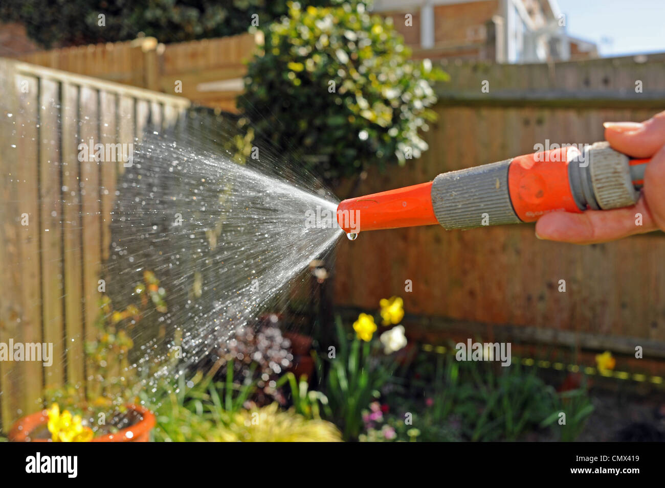 Donna che utilizza un tubo flessibile da giardino . Ci sono tubo flessibile i divieti previsti per alcune parti del sud dell'Inghilterra, Regno Unito Foto Stock