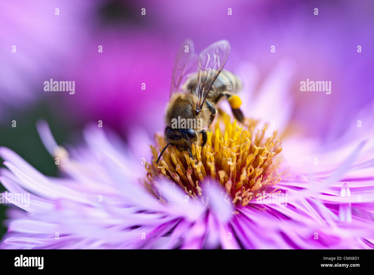 In Germania, in Baviera, Wuerzburg, Honey Bee succhiare miele da fiore, close up Foto Stock