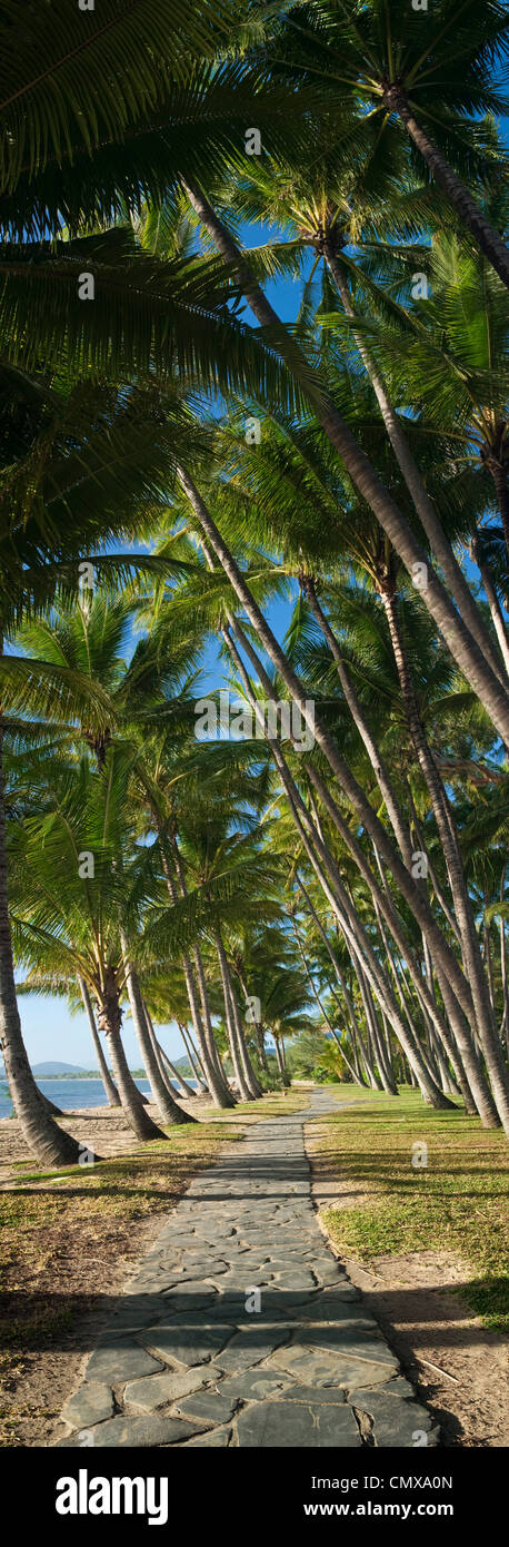 Palme da cocco lungo la spiaggia di Palm Cove, Cairns, Queensland, Australia Foto Stock