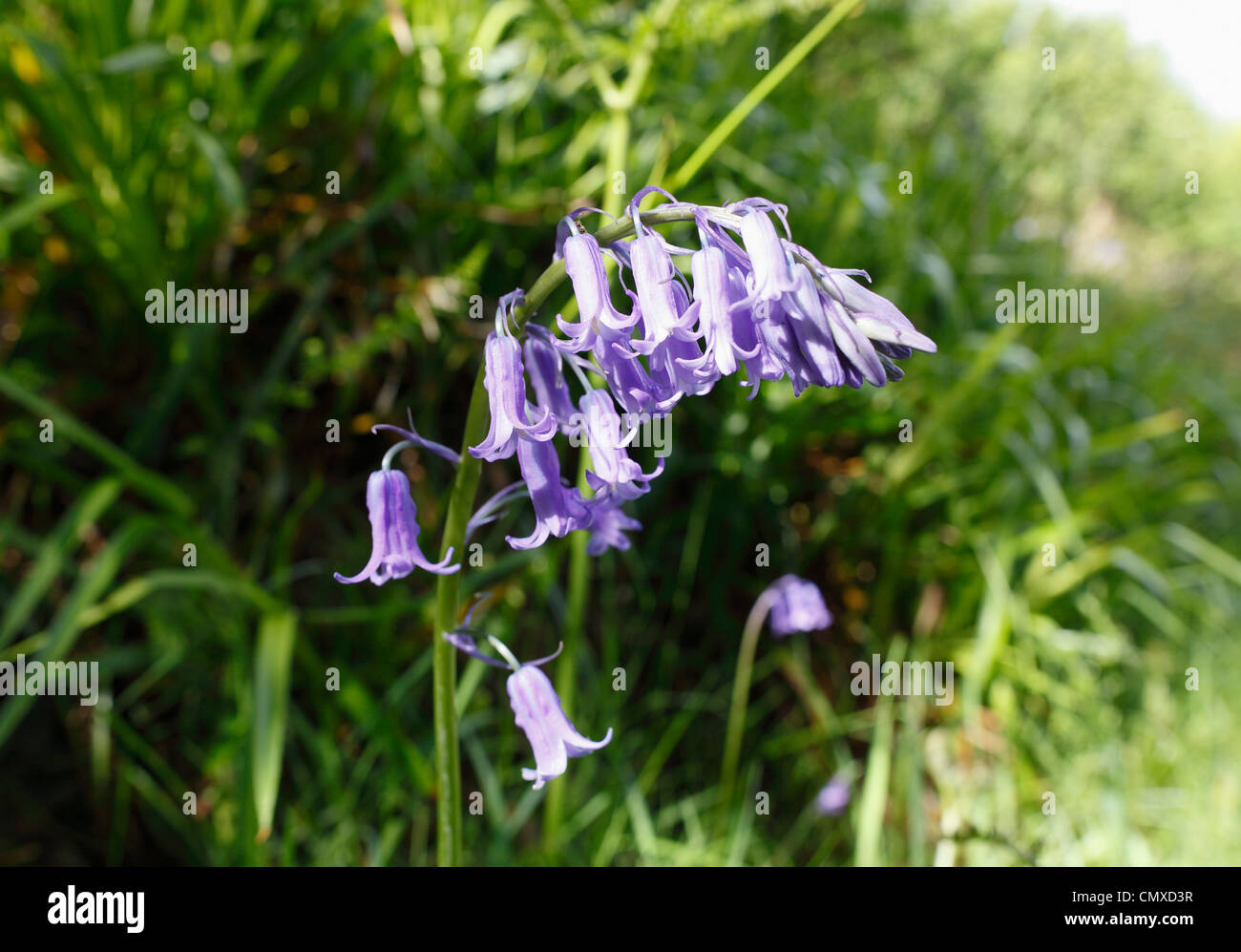 Regno Unito e Irlanda del Nord, nella contea di Antrim, comune Bluebell Foto Stock