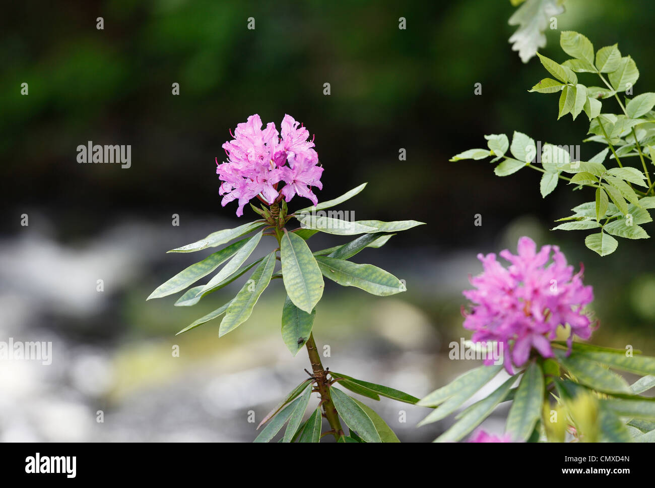 Regno Unito e Irlanda del Nord, nella contea di Antrim, Rododendro Foto Stock