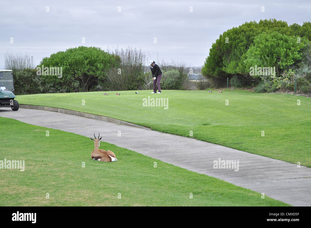 Atlantic Beach Golf club, di Città del Capo, Sudafrica- springbok guardando lady tee off Foto Stock