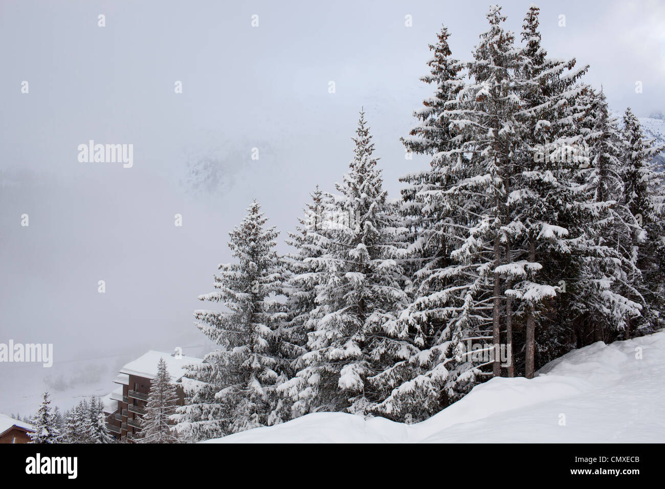 Alberi di Natale Foto Stock