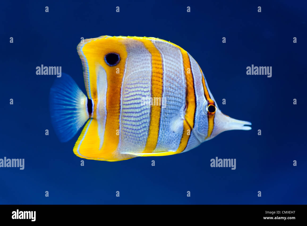 Copperband pesci farfalla (Chelmon rostratus) naturale su sfondo blu Foto Stock