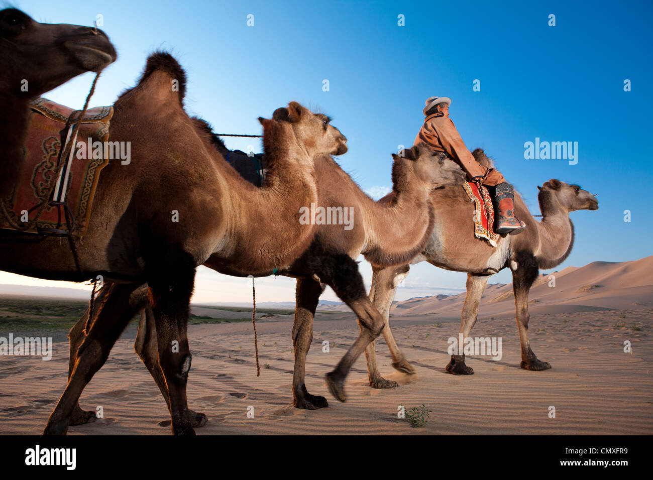 Il cammello e il ciclista a piedi il deserto di Gobi Khongor a duna di sabbia, Mongolia Foto Stock