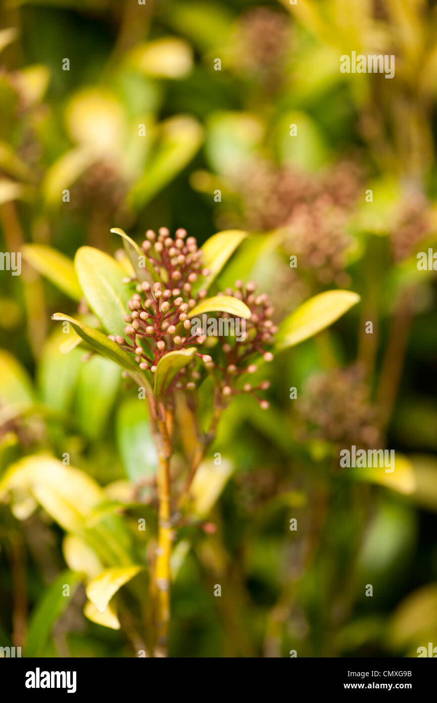 Skimmia japonica Foto Stock