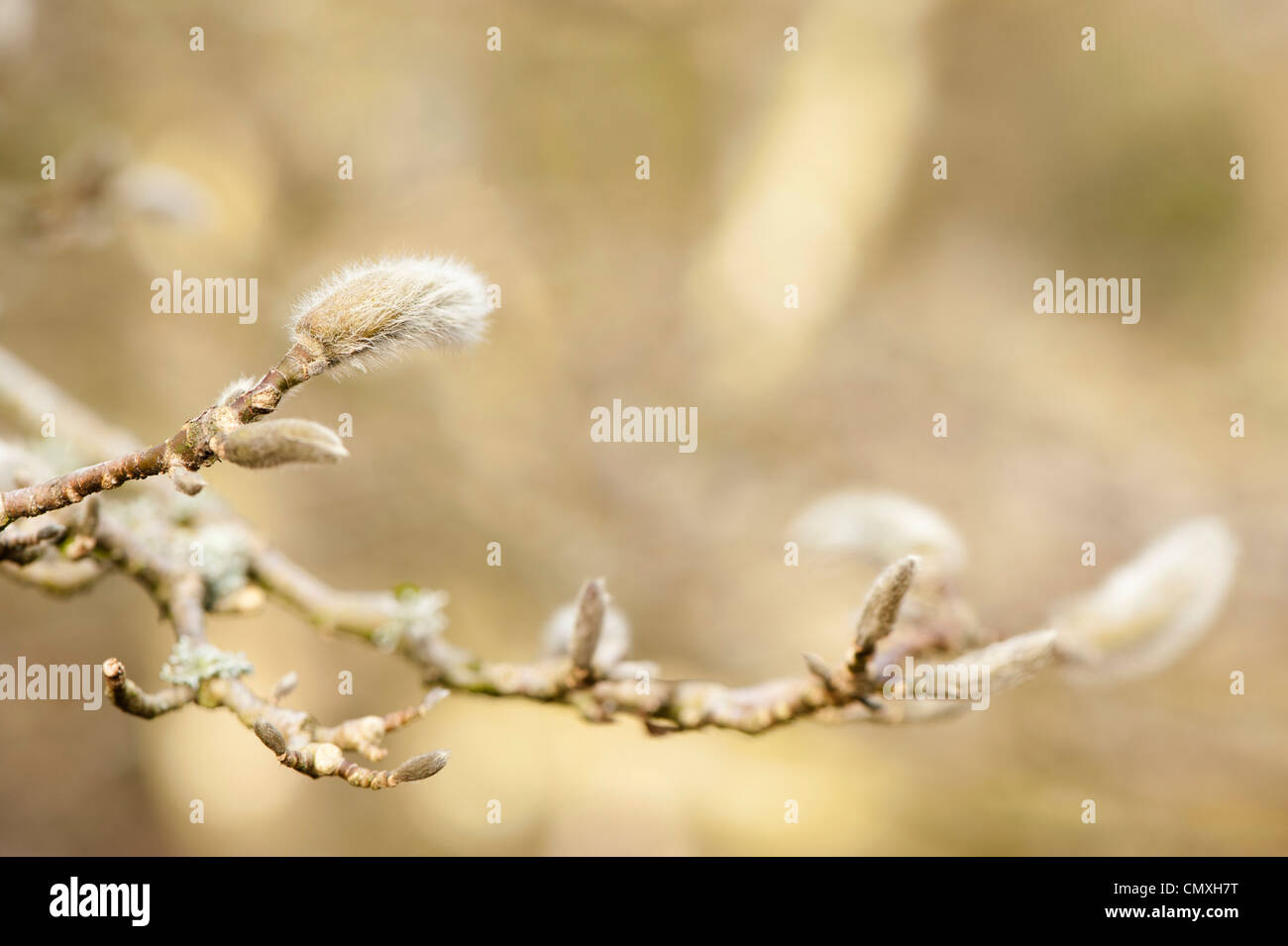Magnolia salicifolia gemme in primavera Foto Stock