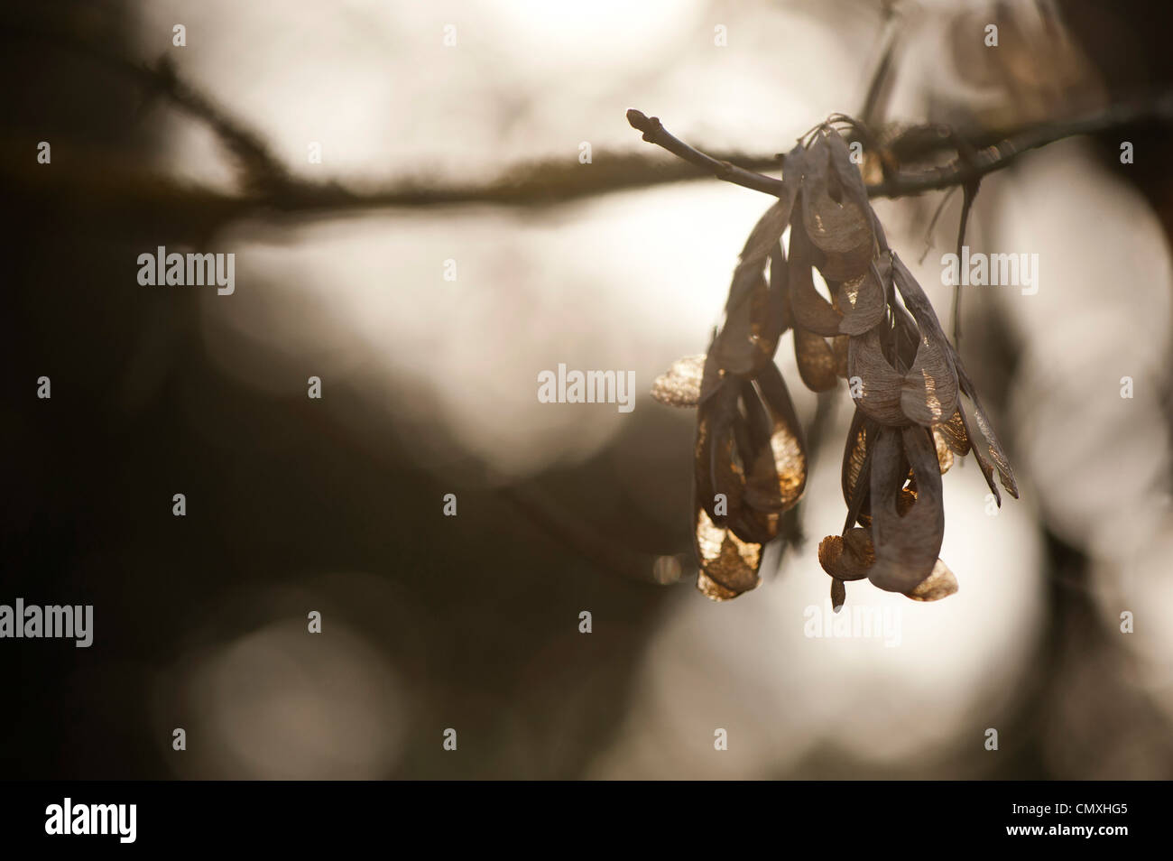 Acer negundo var californicum, California Box Elder, frutta Foto Stock