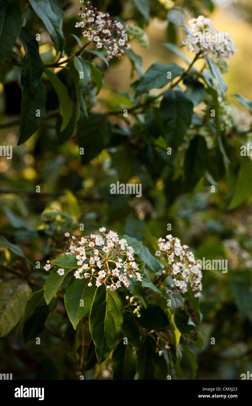 Viburnum tinus hirtum var Foto Stock