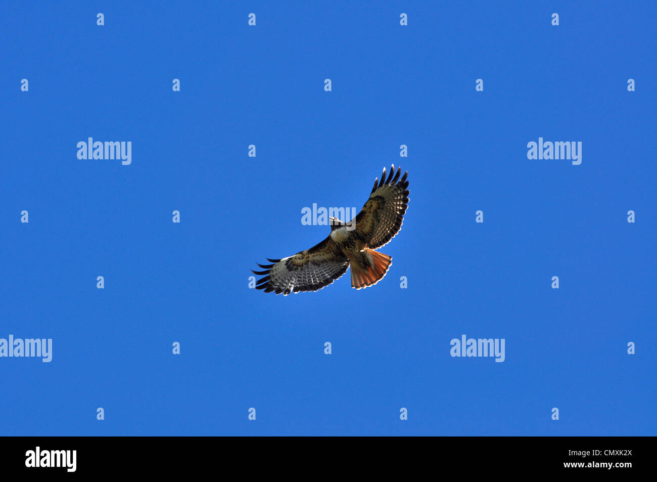 Red-tailed hawk nei cieli del nord-est in Oregon. Foto Stock