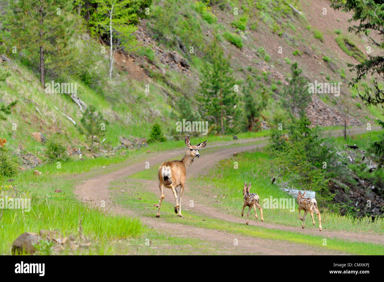 Cervo con due fawn su strada sterrata nella zona nord-est di Oregon. Foto Stock