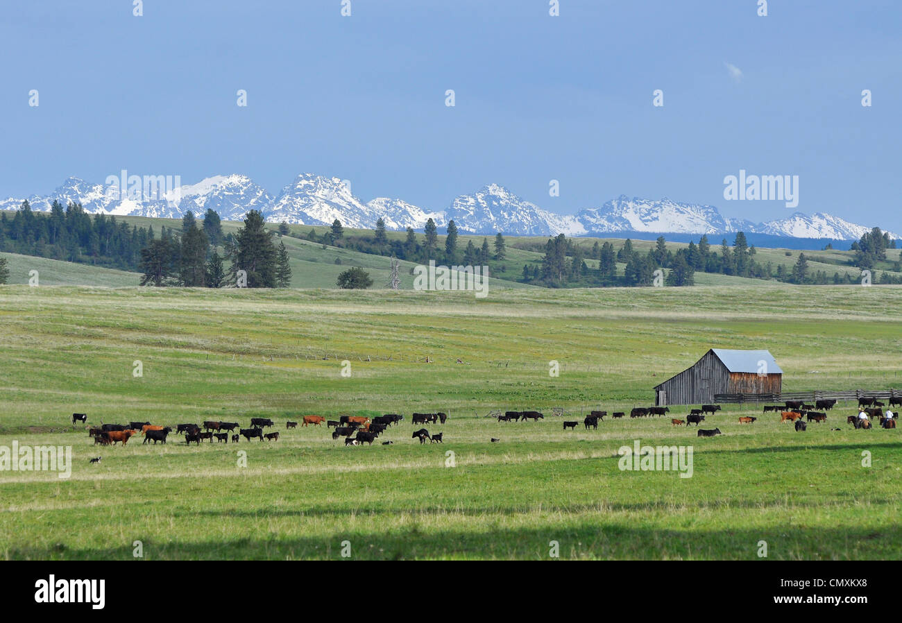 Arrotondamento vacche su Oregon's Zumwalt Prairie. Foto Stock