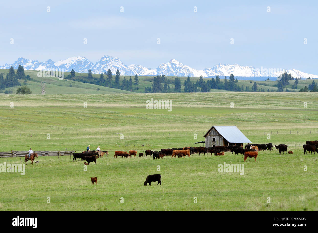 Arrotondamento vacche su Oregon's Zumwalt Prairie. Foto Stock