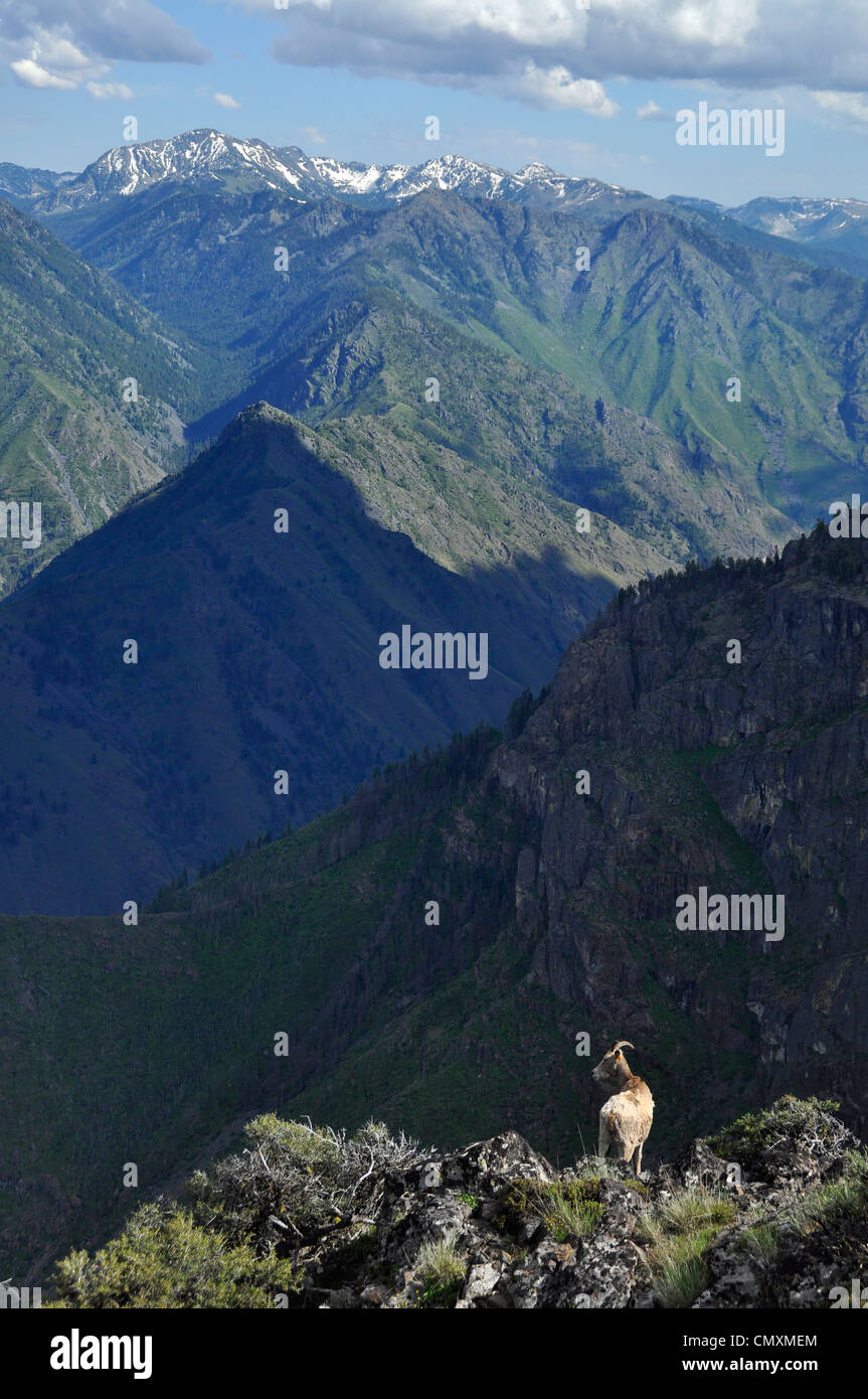 Bighorn sul bordo della gola interna di Hells Canyon, Oregon. Foto Stock