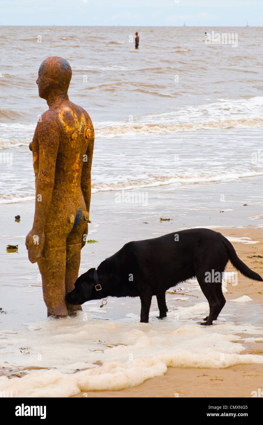 Un cane indaga su uno dei 100 figure che compongono Antony Gormley è un altro luogo sulla costa a Crosby Merseyside Foto Stock