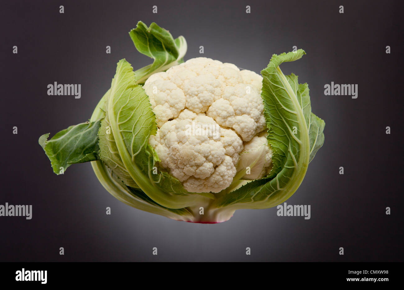 Il cavolfiore con foglie appendere contro uno sfondo nero fotografato in un monolocale. Il vegetale è pulito. Foto Stock