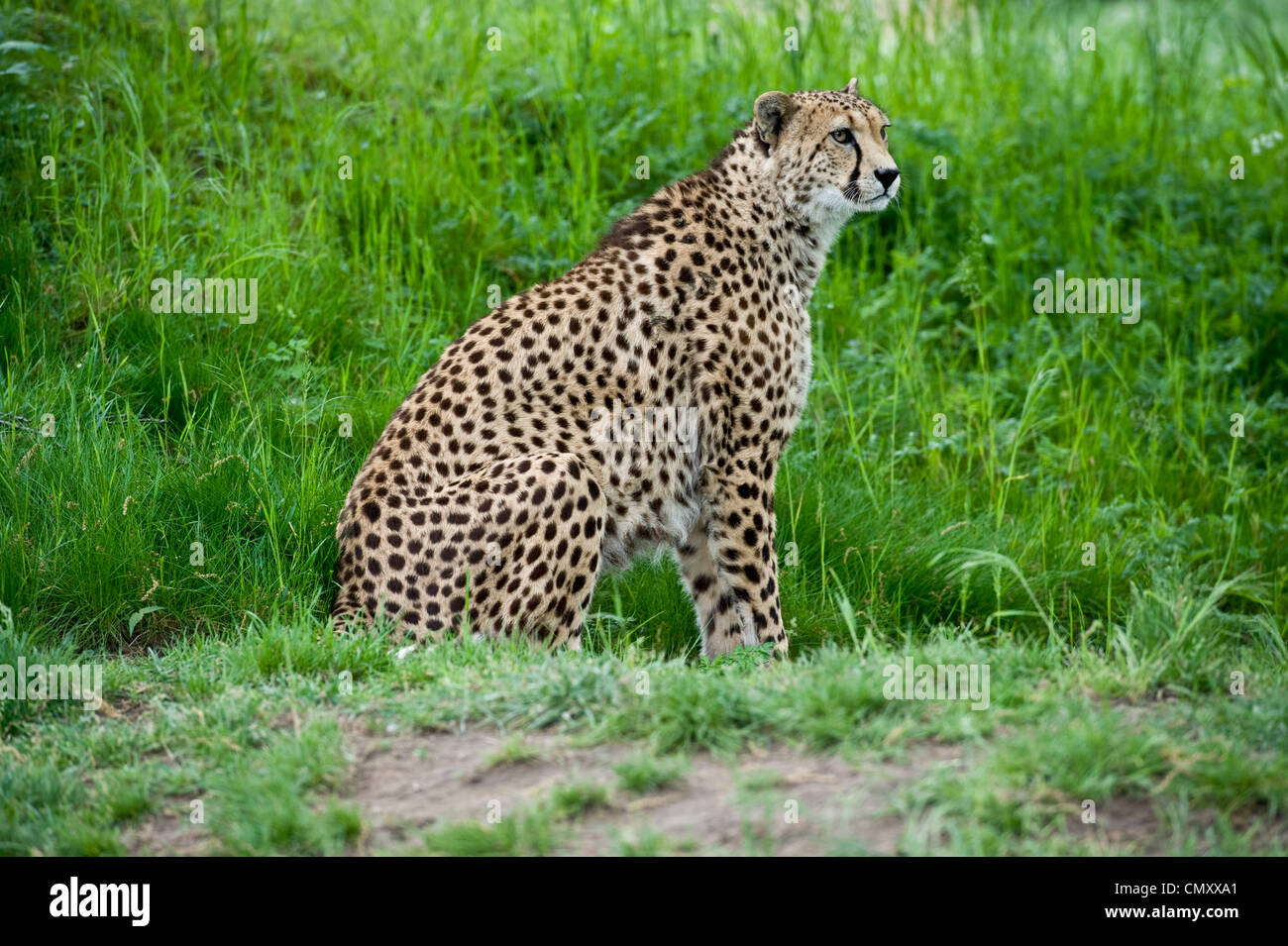 Un colore pieno colpo di un ghepardo in trepidante attesa nell'erba per la loro preda. Foto Stock