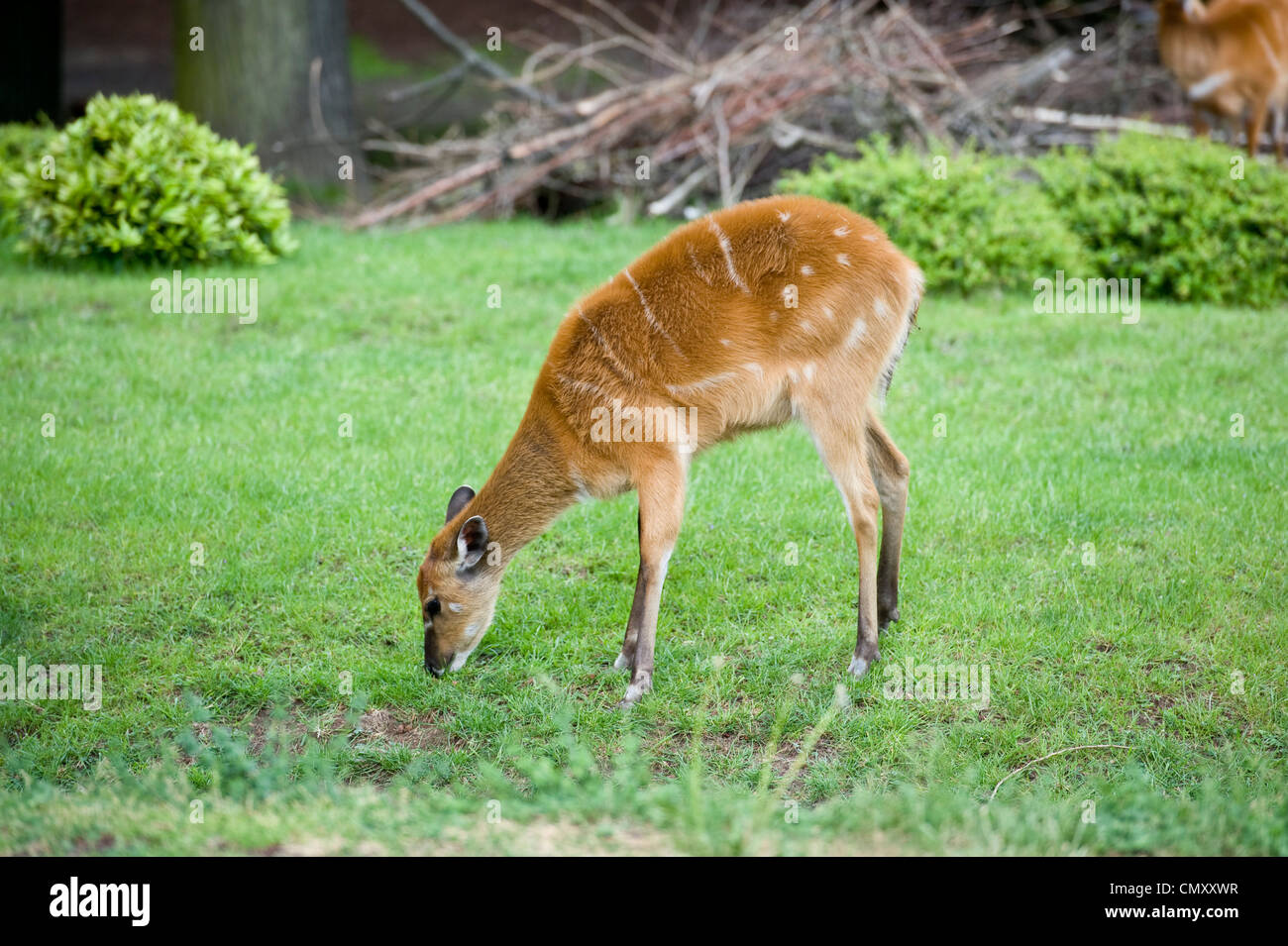 Ripresa a tutto campo di un cervo mangiare erba verde Foto Stock