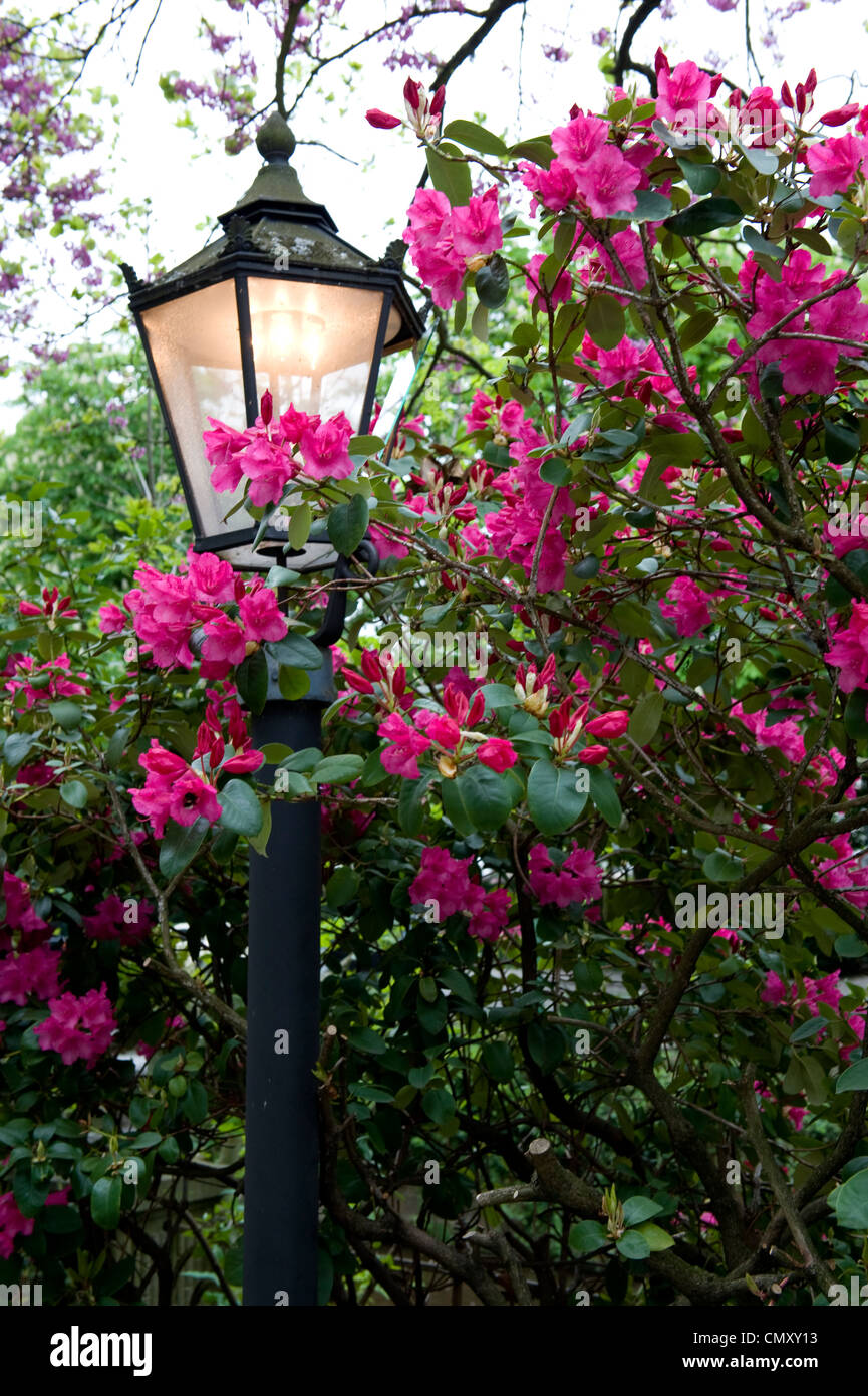Fucsia fiori colorati avvolgendo una accesa la luce post. Foto Stock