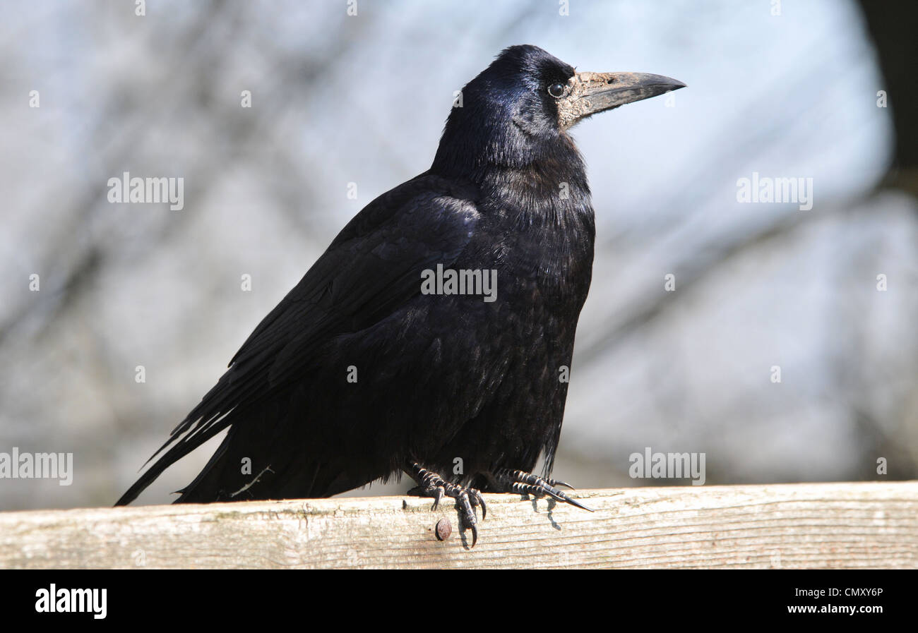 Un ROOK A ROWNHAMS, vicino a Southampton, Hampshire Foto Stock