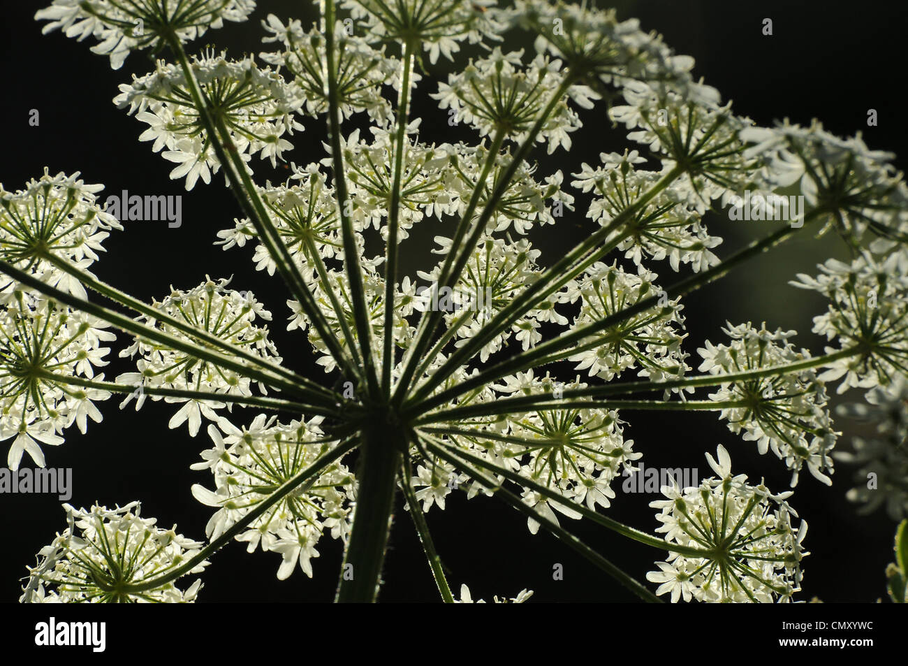 Queen Anne's Pizzi, (Daucus carota), Santa Catalina Mountains, Foresta Nazionale di Coronado, Deserto Sonoran, Arizona, Stati Uniti. Foto Stock