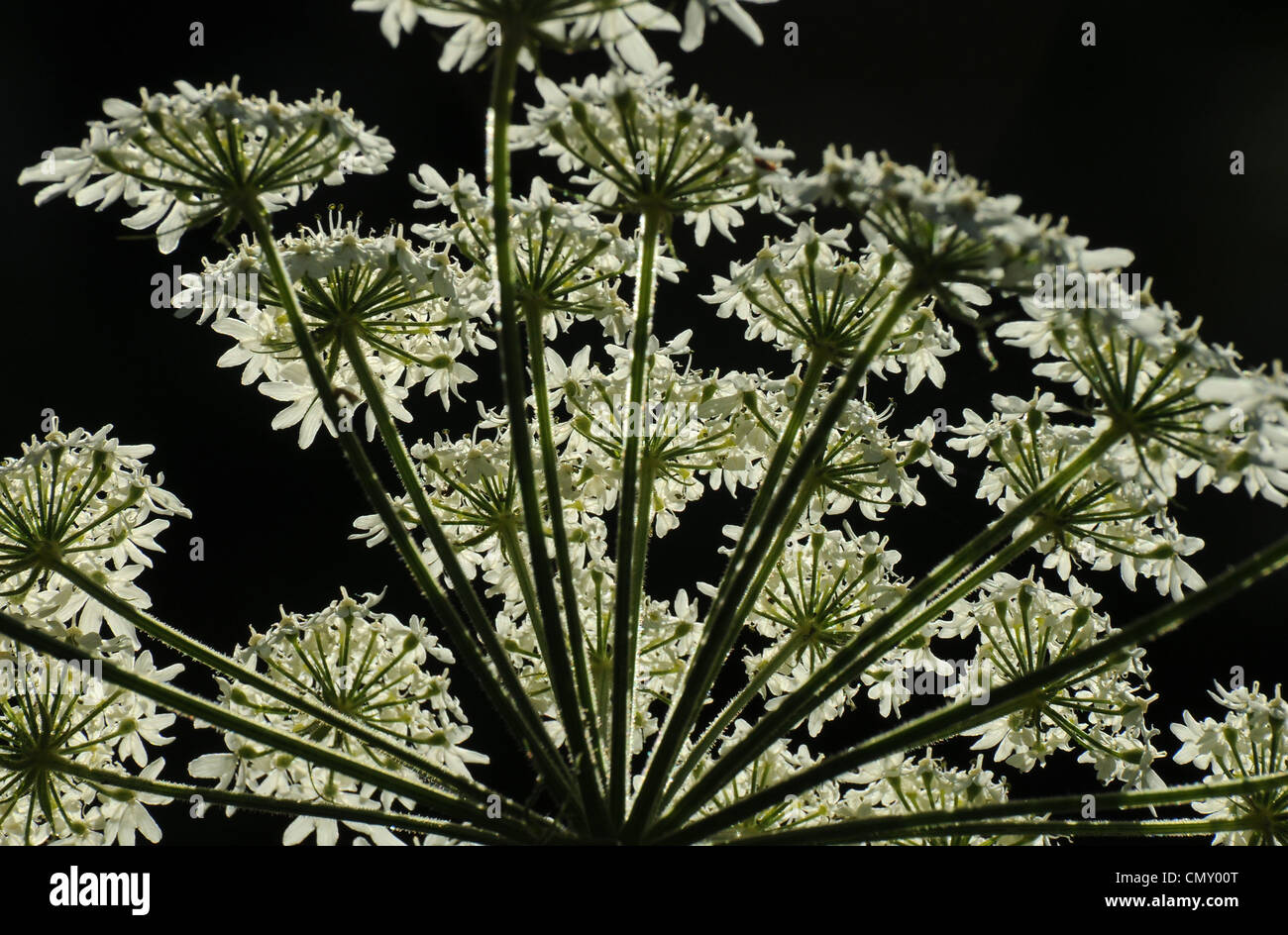 Queen Anne's Pizzi, (Daucus carota), Santa Catalina Mountains, Foresta Nazionale di Coronado, Deserto Sonoran, Arizona, Stati Uniti. Foto Stock