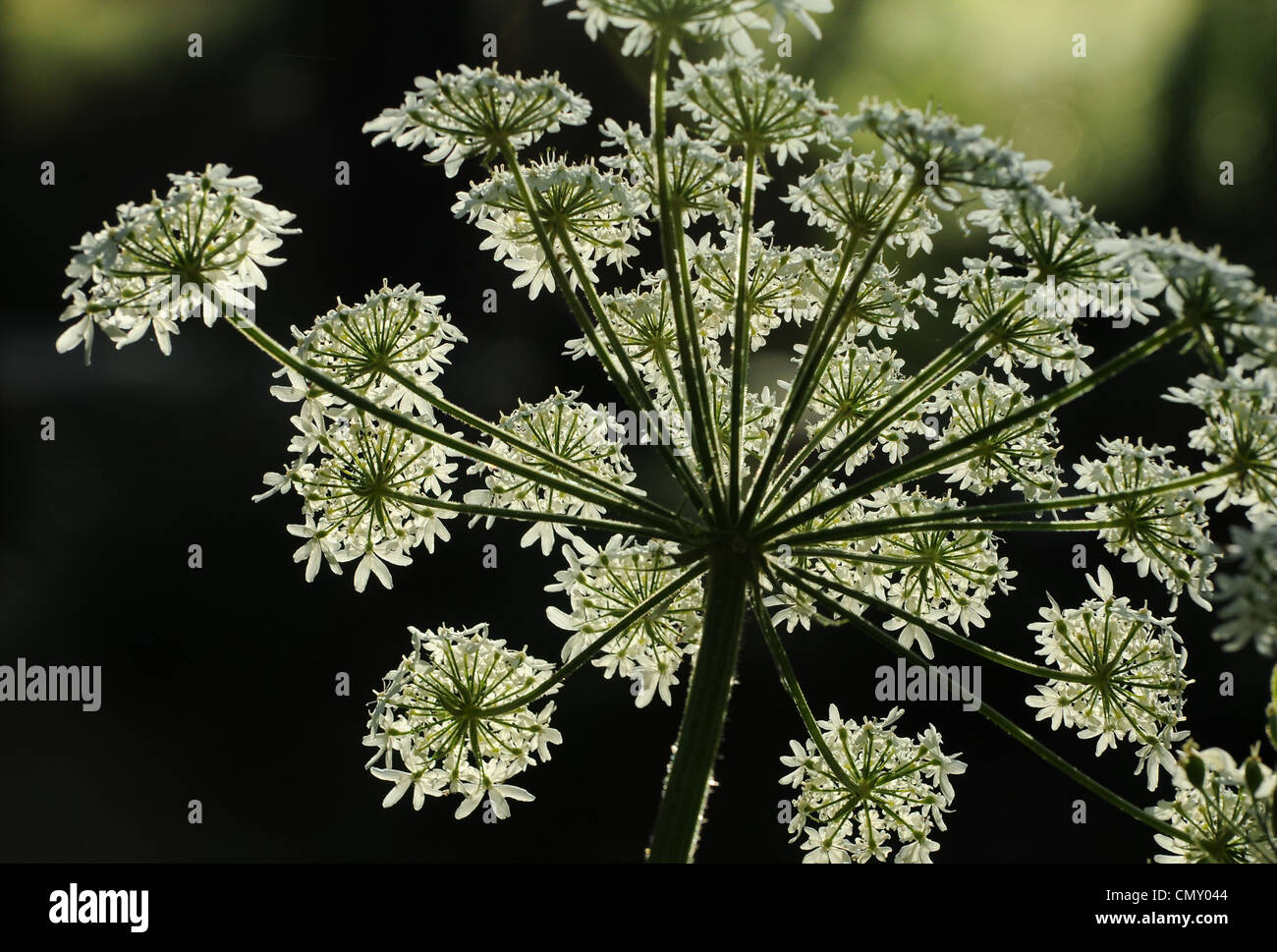 Queen Anne's Pizzi, (Daucus carota), Santa Catalina Mountains, Foresta Nazionale di Coronado, Deserto Sonoran, Arizona, Stati Uniti. Foto Stock