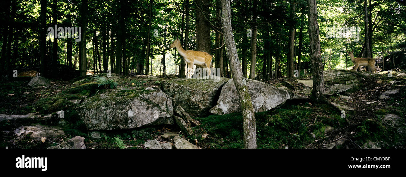 Due White Tailed Deer in Omega Park, un parco faunistico di Montebello, Outaouais, Québec Foto Stock