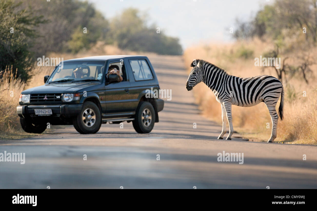 Una zebra attraversare una strada in un safari park a Sun City, in Sudafrica guardato da turisti nel loro Mitsubishi 4x4 car. Foto Stock