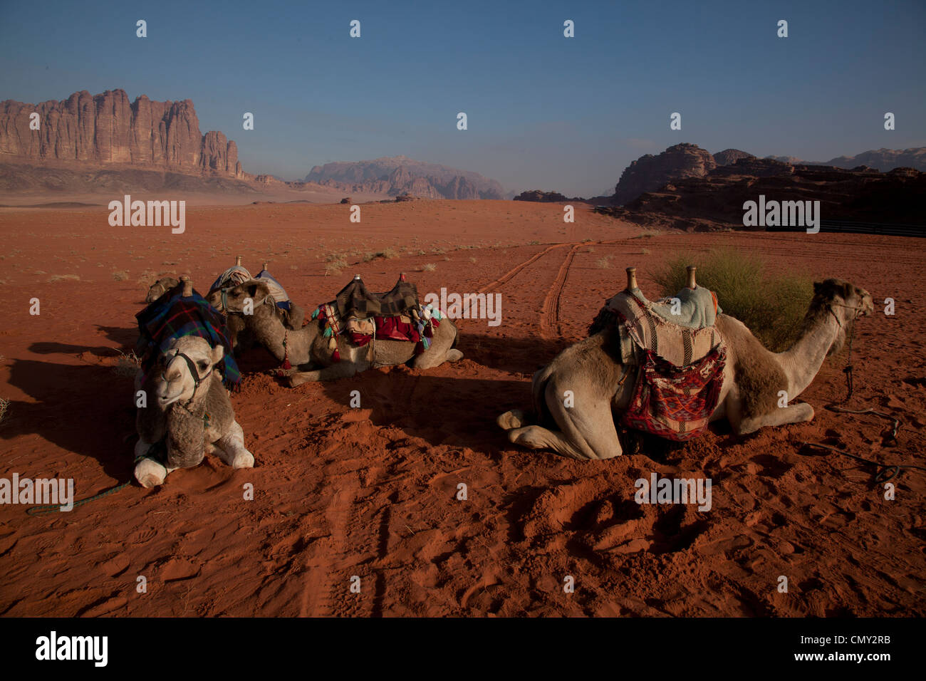 Cammelli inclinabile su rosso ocra terreno, Wadi-Rum Foto Stock