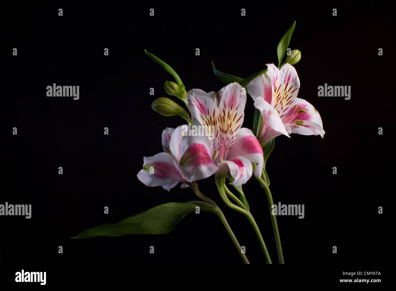Giglio peruviano fiori contro uno sfondo nero. Foto Stock