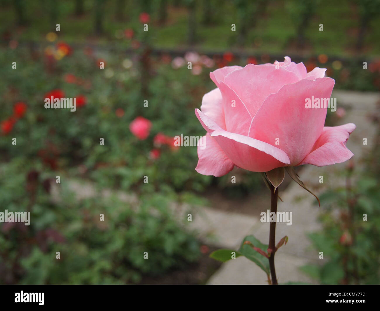 Rosa in fiore rosa in Rosegarden in Rapperswil, Svizzera Foto stock - Alamy