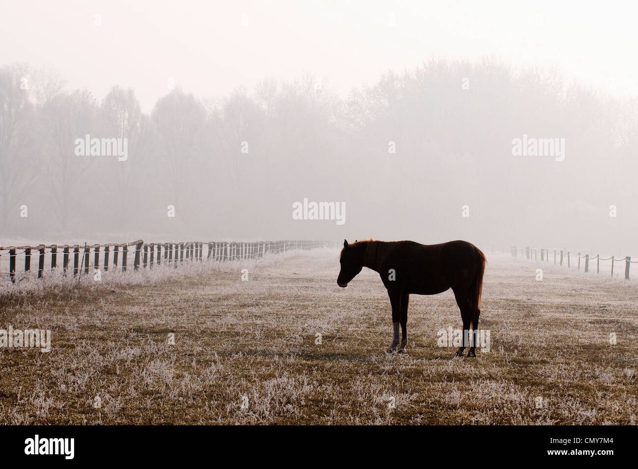 Cavallo in nebbia Foto Stock