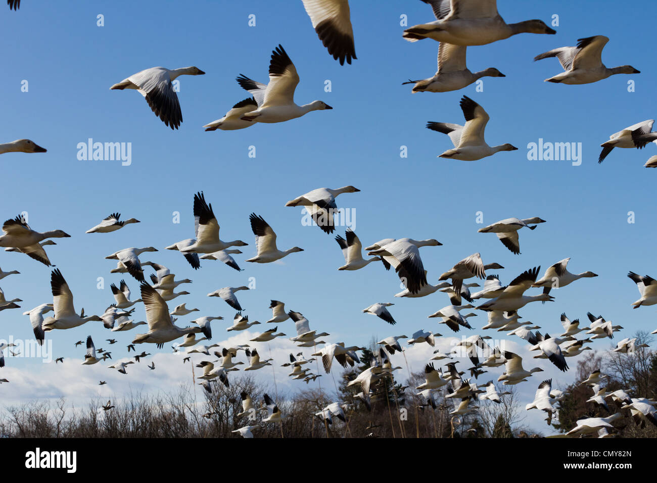 Neve d'oca, uccello migratore con cielo blu Foto Stock