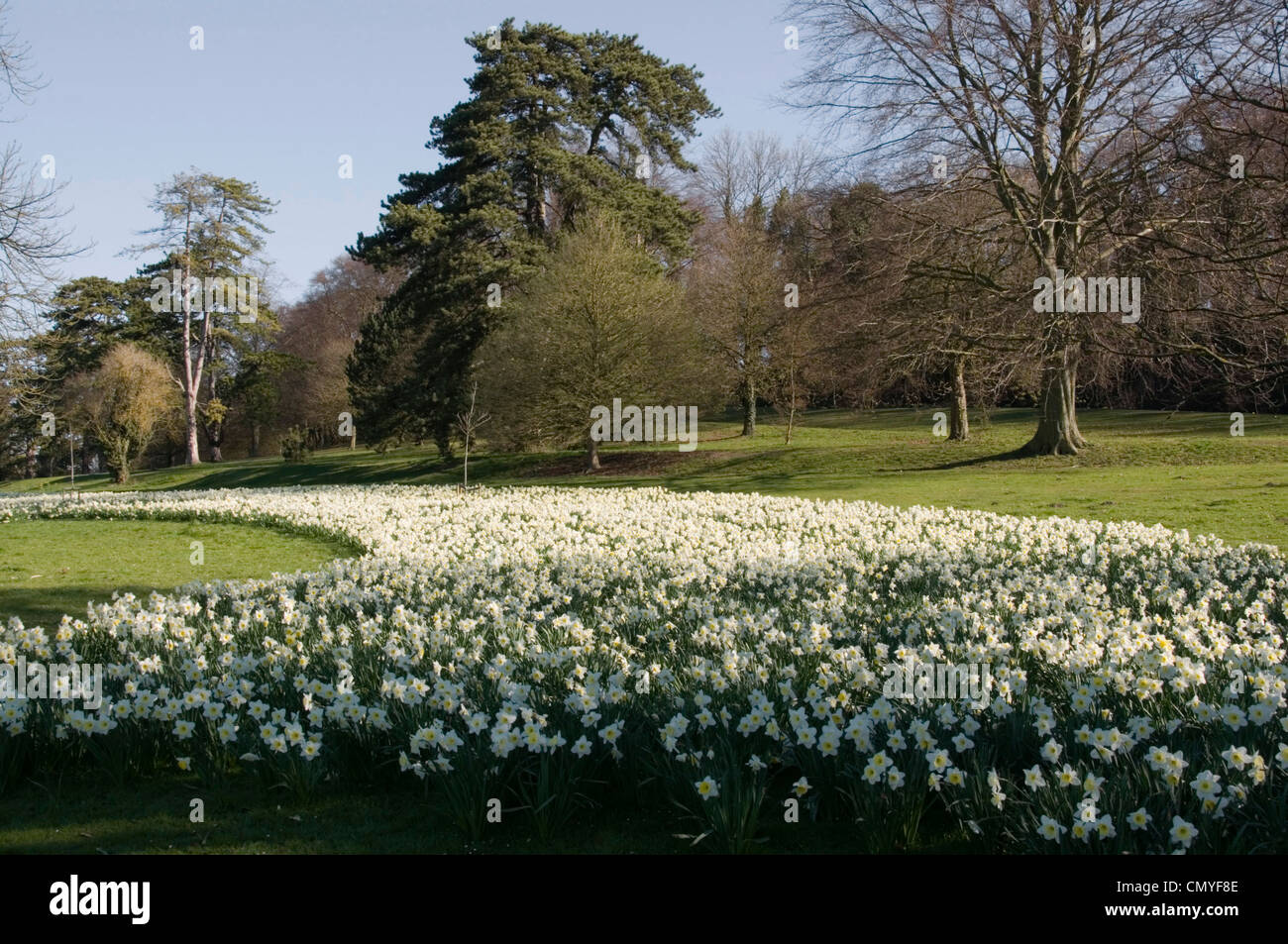 Tappeto di ammassato narcisi - bianco con centri di colore giallo - vicino a infinito - sole primaverile - cielo blu - sfondo di alberi Foto Stock