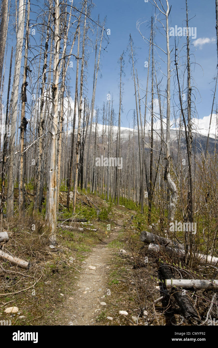 Burnt Pine Trees dopo l incendio di foresta, Kootenay National Park. Colombia britannica, Canada Foto Stock