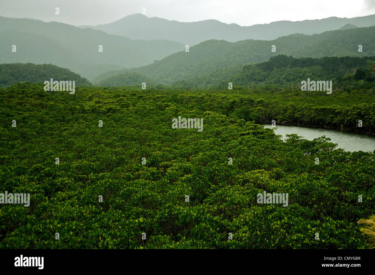 La foresta pluviale con il fiume nei tropichi. Una natura selvaggia incontaminata. Foto Stock