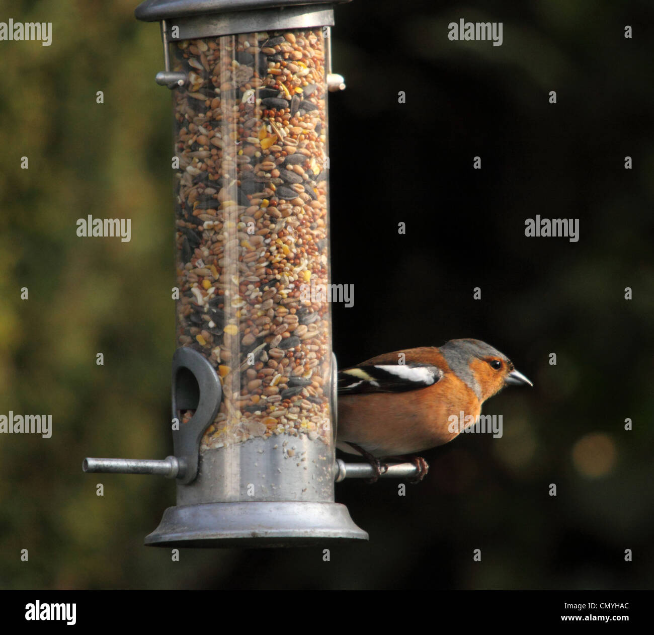 (Fringuello Fringilla coelebs) Wild Bird visto in giardini inglesi. Sulla via di estinzione elenco. Foto Stock