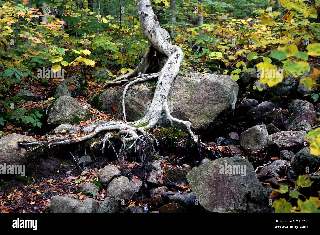 Radici di alberi in una foresta al tempo di caduta Foto Stock