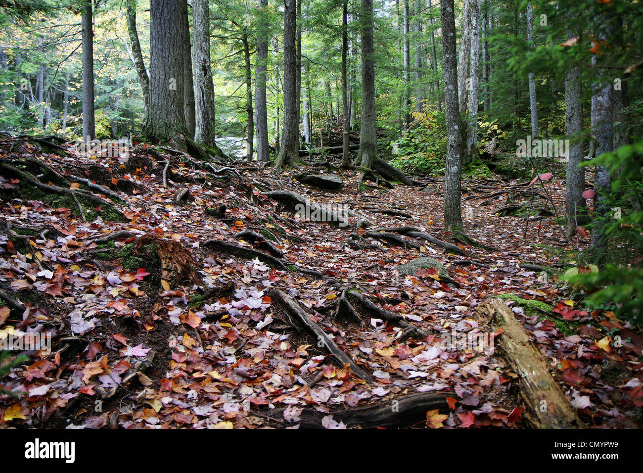 Radici di alberi in una foresta al tempo di caduta Foto Stock