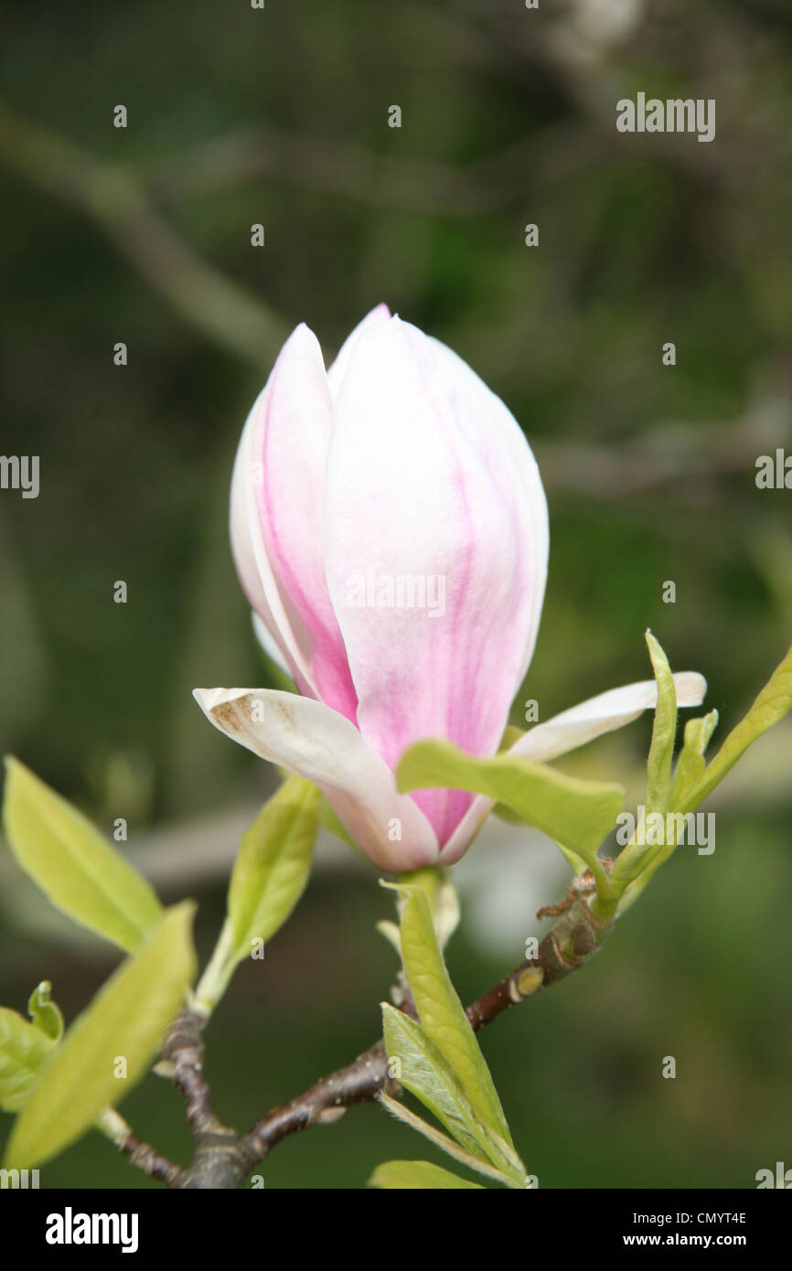 In prossimità di un albero di magnolia fiore Foto Stock