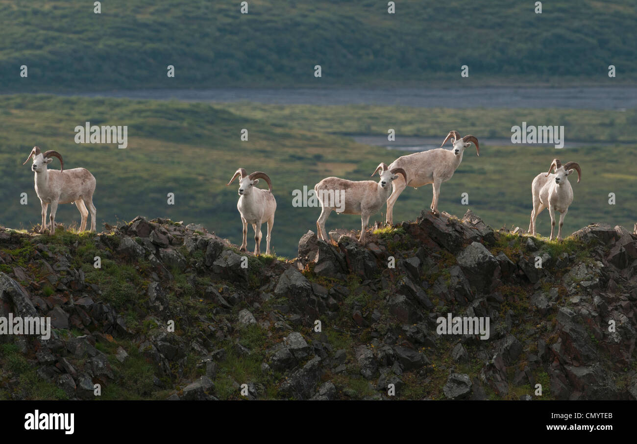 Dall pecore Rams on rocky fuori il ritaglio avviso a lupi vicino Parco Nazionale di Denali, Alaska Foto Stock